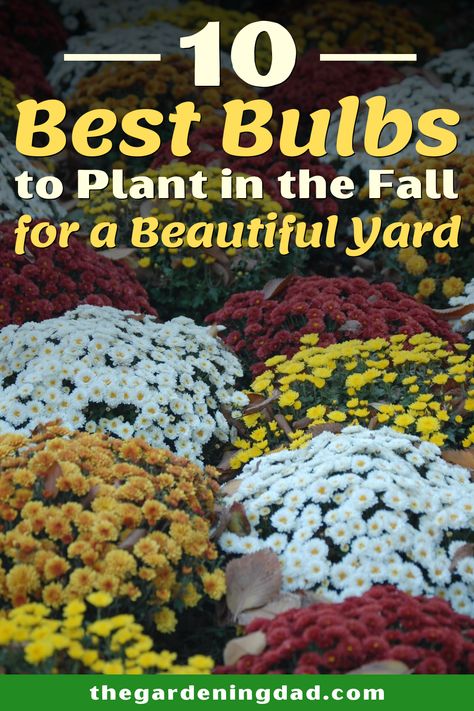 Learn about the 10 Best Bulbs to Plant in the Fall for a Beautiful Yard! This guide includes flower garden ideas, garden design, and beginner-friendly tips! #flowers #gardening #spring Bulbs To Plant In Fall Zone 6, What Bulbs To Plant In Fall, Bulbs To Plant In Fall, Mini Homestead, Fall Bulb Planting, Perennials Low Maintenance, Plant In Fall, Bulb Planting, Blooming Perennials