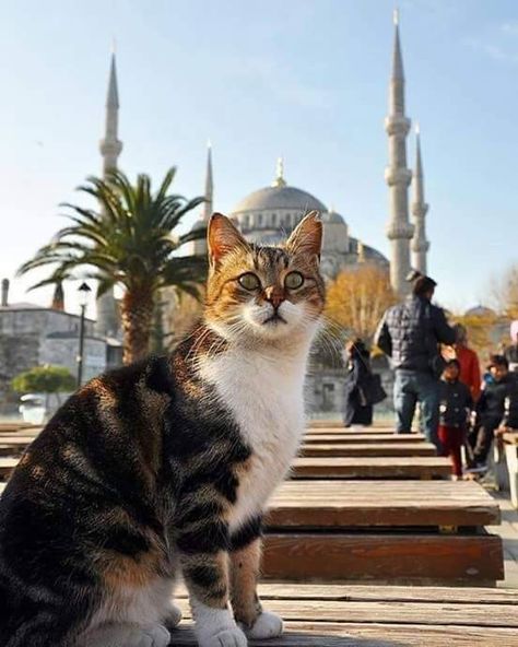 Turkish Cat, Istanbul Cats, Sultanahmet Istanbul, Stray Dog, Istanbul, Around The Worlds, Kitty, Quick Saves