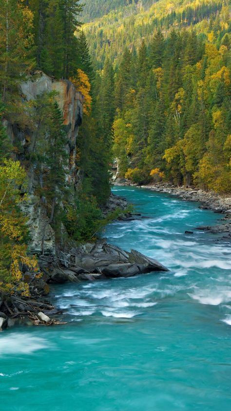 Fraser River, Sunflower Wallpaper, Cellphone Wallpaper Backgrounds, Beautiful Fish, Cellphone Wallpaper, British Columbia, House In The Woods, Awe Inspiring, Amazing Flowers