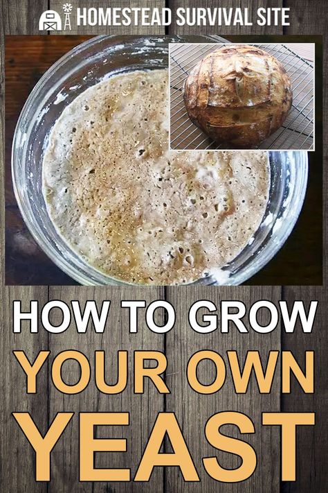 Holiday Meats, Yeast Starter, Time And Patience, No Yeast Bread, Dehydrated Food, Yeast Bread, Homestead Survival, Easy Bread, Survival Food