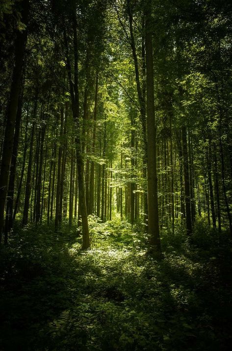 Dark Forests, Sacred Groves, Forest Sunset, Forest Light, Enchanted Wood, Mystical Forest, Forest Path, Foto Art, Forest House