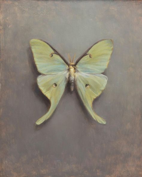 Luna Moth Painting, Moth Painting, Poetic Forms, Denver Art Museum, Oil Painting For Sale, Gallery Owner, Luna Moth, Human Face, Artist Statement