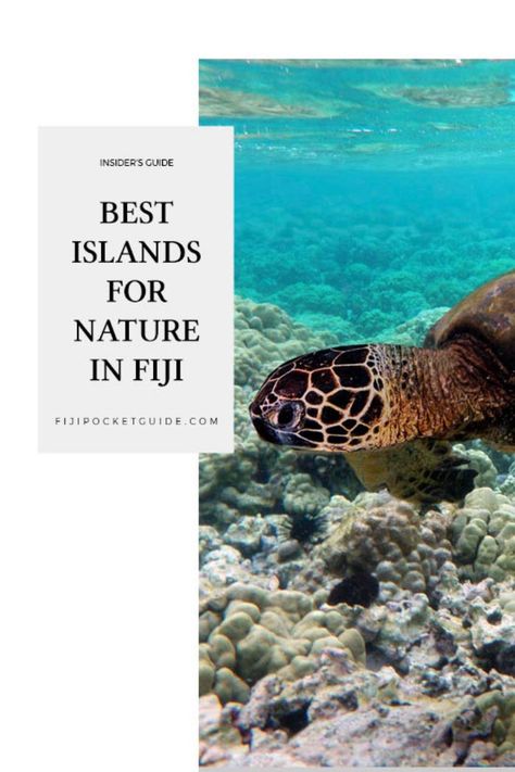 Get an authentic Fijian experience and immerse yourself in the Beautiful Fijian Culture Fiji Snorkeling, Travel Fiji, Fiji Culture, Fly To Fiji, Travel To Fiji, Fiji Beach, Fiji Travel, Fiji Islands, Snorkel Mask