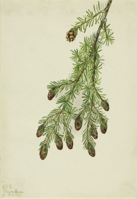 Western Hemlock, Painting Medium, Smithsonian Institution, Artist Life, Museum Collection, Painting Illustration, Botanical Illustration, American Artists, Rocky Mountains