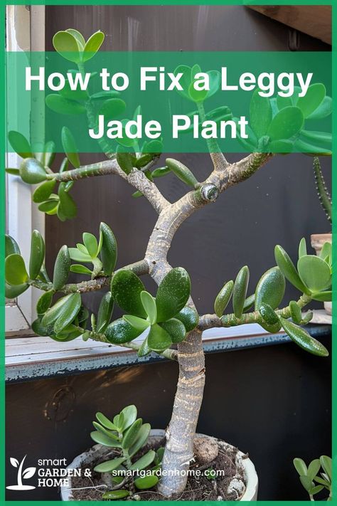 Transform your leggy Jade plant into a lush beauty with these easy tips!  Discover why your plant is stretching and how to fix it.  Enjoy a thriving indoor garden! How To Prune A Jade Plant, Leggy Jade Plant, Jade Plant Pruning, Indoor Cactus Plants, Composting Methods, Houseplant Care, Indoor Cactus, Jade Plant, Garden Compost