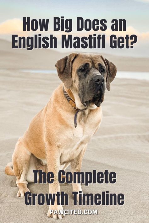 Brindle English Mastiff, Gentle Giant Dogs, English Mastiff Dog, Massive Dogs, English Mastiff Puppies, Dog 101, Giant Dog Breeds, Big Dog Breeds, Mastiff Puppies