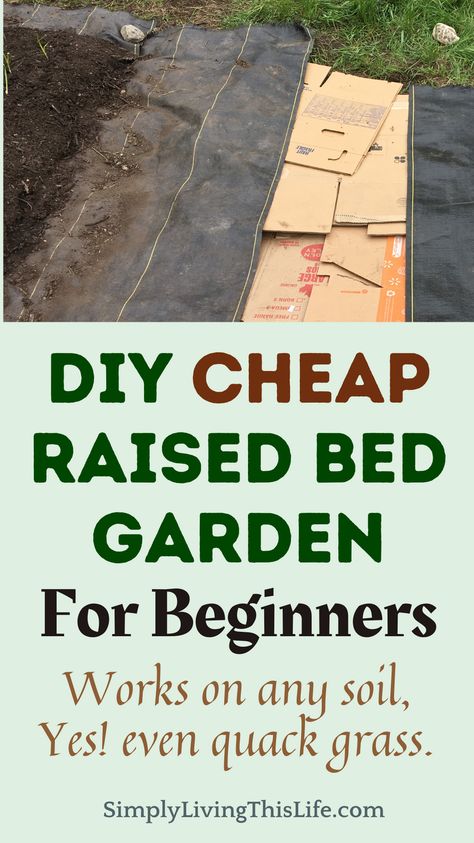 How to start a garden from scratch using the no-till garden method. Super budget friendly and a cheap way to start a garden on poor soil. If you want to start a garden but all you have is lawn, quack grass, or rocky soil then this no-till gardening raised beds method is for you! Perfect for beginners, follow step by step instructions to have a productive garden this year on a budget! No till gardening with cardboard works! Easy Raised Bed Garden, No Till Gardening With Cardboard, Starting A Garden From Scratch, No Till Gardening, Raised Veg Beds, Gardening Raised Beds, Heirloom Gardening, Making Raised Garden Beds, Cheap Raised Garden Beds