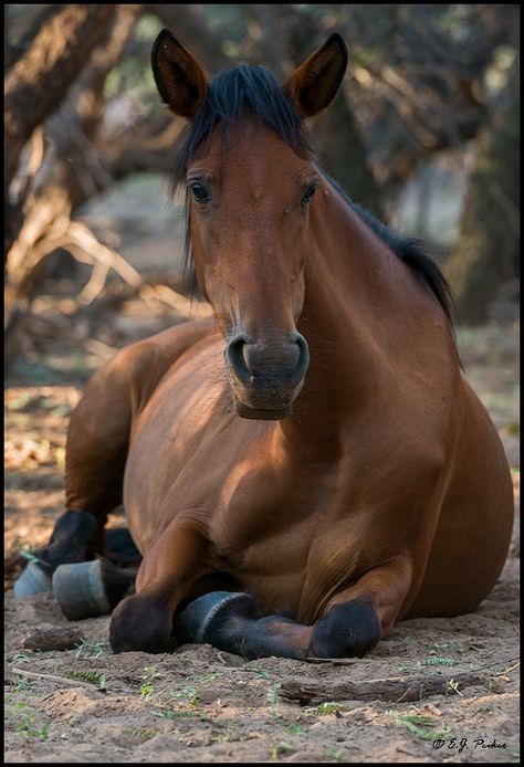 Horse Laying Down, Horse Anatomy, Horse Inspiration, Wild Mustangs, Horse Drawings, All The Pretty Horses, Horse Sculpture, Wild Horse, Horse Photos