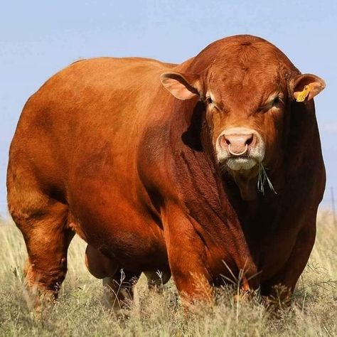 Beefmaster Bull, Limousin Bull, Cattle Business, Bull Pictures, Breeds Of Cows, Exotic Mammals, Big Deer, Bully Breeds Dogs, Livestock Farming