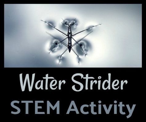 Try this fun STEM activity to help your kids learn about surface tension, water striders, and physics. They will love getting creative and playing with water! Schoolroom Ideas, Water Strider, 5th Grade Science Projects, Biomimicry Examples, Kids Stem Activities, Fun Stem Activities, Kindergarten Units, Museum Education, Stem Classes