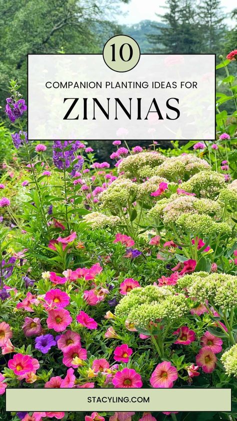 Zinnia Container Garden, What To Plant With Zinnias, When To Plant Zinnias, Zinnia And Cosmos Garden, Grow Zinnias From Seed, Zinnia Companion Plants, Zinnia Symbolism, Fall Flower Pots, Seed Growing