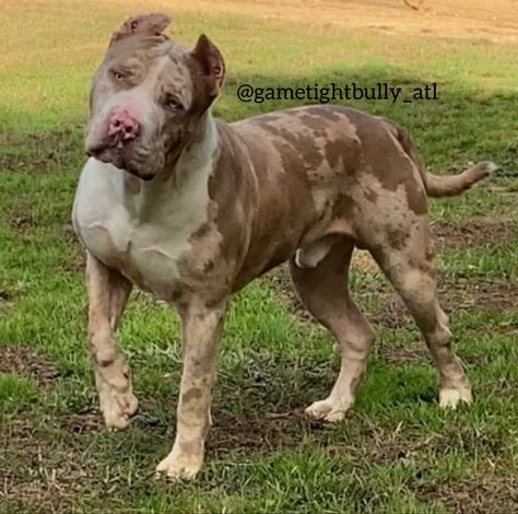 24 months old Merle male. Merle American Bully, Merle Pitbull, American Bullies, Dream Dog, American Bully, Dogs, Animals, Quick Saves