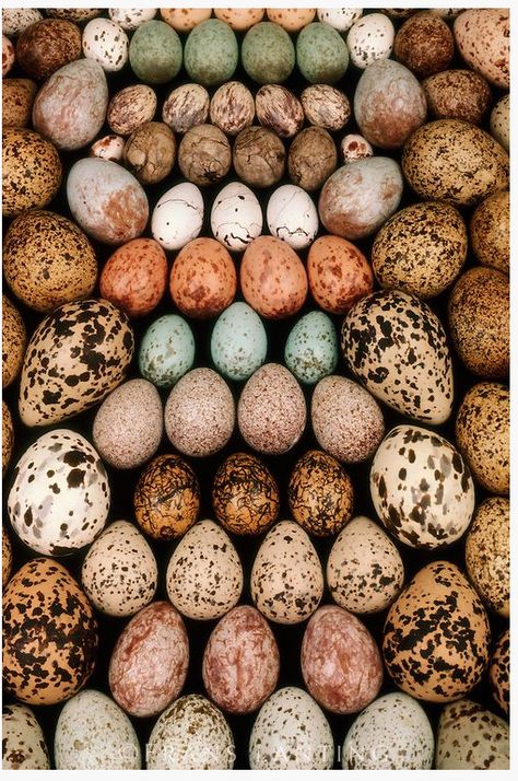 Beautiful birds eggs. Independent Magazine, Birds Eggs, Frans Lanting, Bird Nests, Quails, Hen Chicken, Bird Eggs, Agriculture Farming, Fresh Chicken