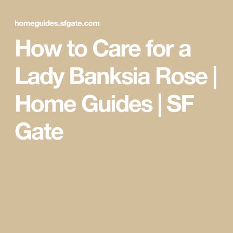 How to Care for a Lady Banksia Rose | Home Guides | SF Gate Banksia Rose, Two Person Shower, Rose Care, Shower Units, Rose A, Corner Shower, Tub Shower Combo, Shower Stall, Single Person