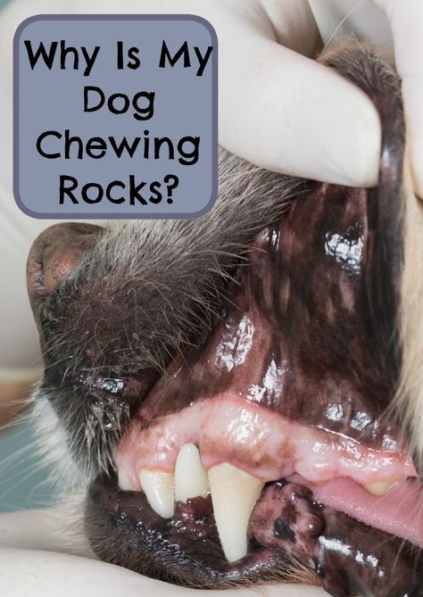 Why Is My Dog Chewing Rocks?: Why is your dog chewing rocks? There could be a number of reasons, from a conditioned called pica to simple boredom! Learn more now & see how to deter it. Dog Behavior Problems, House Training Dogs, Pampered Pets, 3 Dogs, Dog Foods, Puppy Chewing, Pet Ideas, Pet Hacks, Animal Behavior