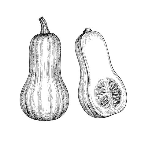 Squash Drawing, Watermelon Drawing, Pencil Shading Techniques, Mandala Flower Tattoos, Squash Plant, Kitchen Drawing, Vegetable Illustration, Pen Art Drawings, Shading Techniques