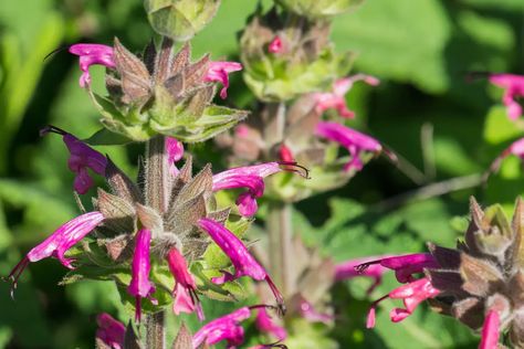 Hummingbird Sage: How to Care for Hummingbird Sage Plants - 2022 - MasterClass Hummingbird Sage, When To Plant Potatoes, Sage Plants, Harvesting Potatoes, Dry Shade Plants, Planting Potatoes, How To Store Potatoes, Sage Plant, Leafy Plants