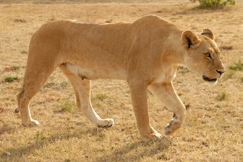 Lioness Side View, Lioness Poses, Lioness Reference, Maned Lioness, Lioness Photo, Lioness Hunting, Lioness Images, Lion Oc, Lion Photo