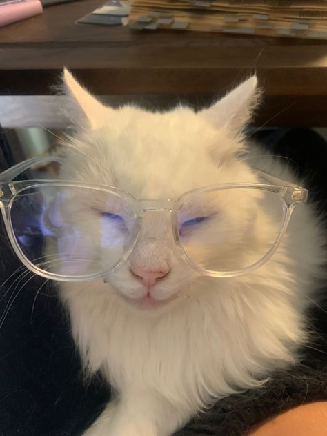 Cats In Glasses, Kitty With Glasses, Cat Wearing Glasses, Cat With Glasses, Cat Glasses, Animated Wallpapers For Mobile, Silly Cats Pictures, Cat Fashion, Cat Icon