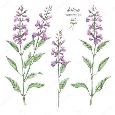 Salvia Drawing, Salvia Tattoo, Salvia Plants, Plant Drawings, Painting On Clothes, Illustration Tattoo, Fabric Painting On Clothes, Plant Tattoo, R Tattoo