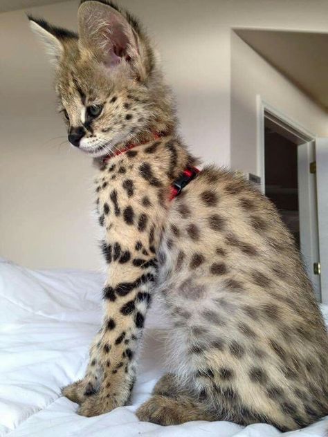 Savannah Kitten, Savannah Cats, Serval Cats, Exotic Cats, Savannah Cat, Cute Animals Puppies, Gorgeous Cats, Silly Cats Pictures, Super Cute Animals