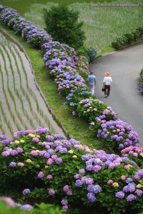 Hydrangea Landscaping, Summer Nature Photography, Spring In Japan, Check Yourself, Hydrangea Garden, Most Beautiful Gardens, Charming Garden, Garden Landscape Design, Gifu