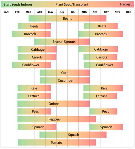 Zone 8 has a long growing season with hot summers. Most vegetable varieties will have no problem maturing before your first frost date. Vegetable Planting Calendar, Planting Zones, Vegetable Planting Guide, Zone 8b, Vegetable Planting, When To Plant Vegetables, Planting Calendar, Hardiness Zones, Gardening Zones