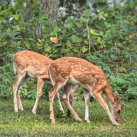 “On nimble legs, tiny, taut bodies with oversized ears, tremble through their world — precious and innocent — between the pasture and the oaks, filtered like falling snow.” - from Twin Fawns by Ken Hada One more peek at the little visitors to my mom’s backyard #twins #twinfawns #fawn #deer #oklahoma #backyard #wildlife #seoklahoma Axis Deer, Fawn Deer, Deer Fawn, Falling Snow, To My Mom, My Mom, Oklahoma, Deer, Twins