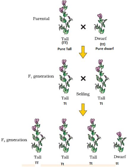 Heredity And Evolution, Type Of Plants, Pea Plants, Pea Plant, Agricultural Science, Plant Labels, Tall Plants, Good Doctor, Types Of Plants