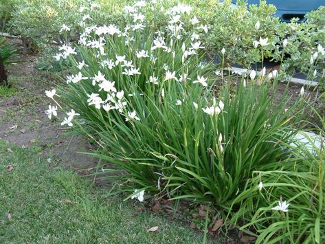 Dietes iridioides - African Iris | PlantMaster Fast Growing Pine Trees, Fortnight Lily, African Iris, Pool Plants, Client Board, Evergreen Garden, Landscape Plants, Plant Images, Flower Bed