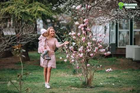 Can You Keep a Magnolia Tree Small? Magnolia Small Garden, Susan Magnolia Tree, Magnolia Jane Tree, Mini Magnolia Tree, Sweet Bay Magnolia Tree Landscaping, Jane Magnolia Tree Landscaping, Magnolia Tree Potted, Magnolia Bush Shrubs, Ann Magnolia Tree