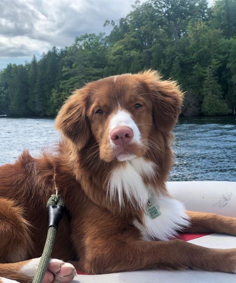 Lou Dog, Nova Scotia Duck Tolling Retriever, Really Cute Dogs, Pretty Dogs, Cute Animal Photos, Cute Creatures, Baby Dogs, Cute Little Animals