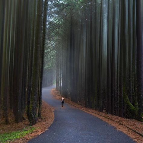 Fancy Places To Travel, Oregon Bucket List Places To Visit, Pnw Travel Bucket Lists, Beautiful Hiking Trails, Timber Gulch Road Oregon, Oregon Places To Visit, Oregon High Desert, Multnomah Falls Oregon Photography, Best Hikes In Oregon