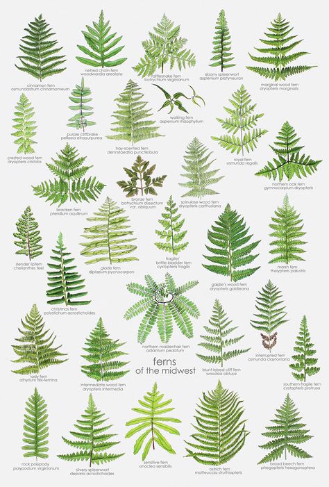 Types Of Fern Plants, Plant Leaf Identification, Leaf Identification, Types Of Ferns, Prairie Planting, Woodland Plants, Earth Gift, Plant Fungus, Colored Pencil Drawing