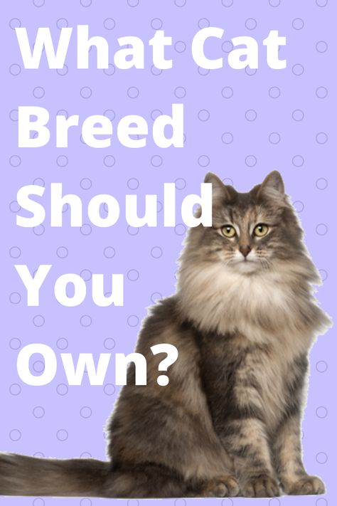 Which Kit Cat Are You, Which Cat Are You, What Cat Are You, Which Animal Are You, Warrior Cats Quiz, Different Cat Breeds, Whats Your Spirit Animal, Breeds Of Cats, Different Breeds Of Cats