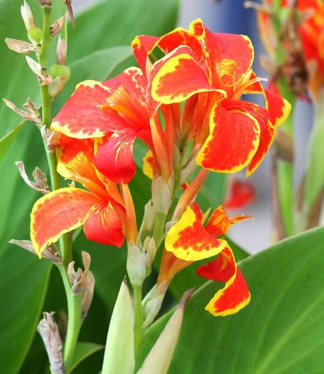 Regarded as one of the best, Canna 'Lucifer' is a compact rhizomatous perennial boasting masses of flamboyant, iris-like, red flowers adorned with a golden-yellow edge. The eye-catching blossoms are produced atop upright stalks which rise above the luxuriant foliage of paddle-shaped green leaves. Blooming from mid-summer to fall, this dwarf canna is perfect for the sunny border or large containers. Canna Lily, Hummingbird Garden, Mid Summer, Mediterranean Garden, Traditional Garden, Container Gardens, Plant Combinations, Buy Plants, Garden Borders