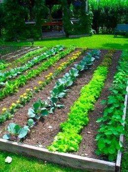 101 Garden ideas Garden Layout Vegetable, Vegetable Garden For Beginners, Plants Growing, Backyard Vegetable Gardens, Organic Vegetable Garden, Veg Garden, Have Inspiration, Organic Gardening Tips, Vegetable Garden Design