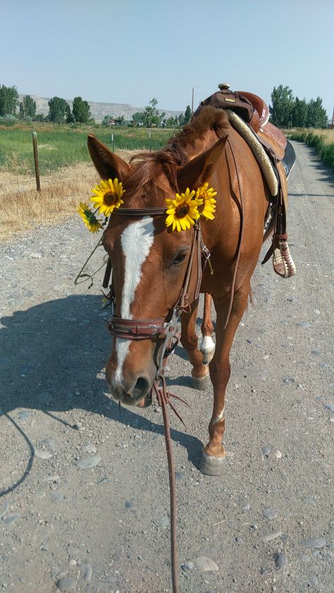 Sunflower Horse Tack, Sunflower Horse, Summer Nature, Horse Tack, Show Horses, Big Dogs, Chestnut, Cute Pictures, Sunflower