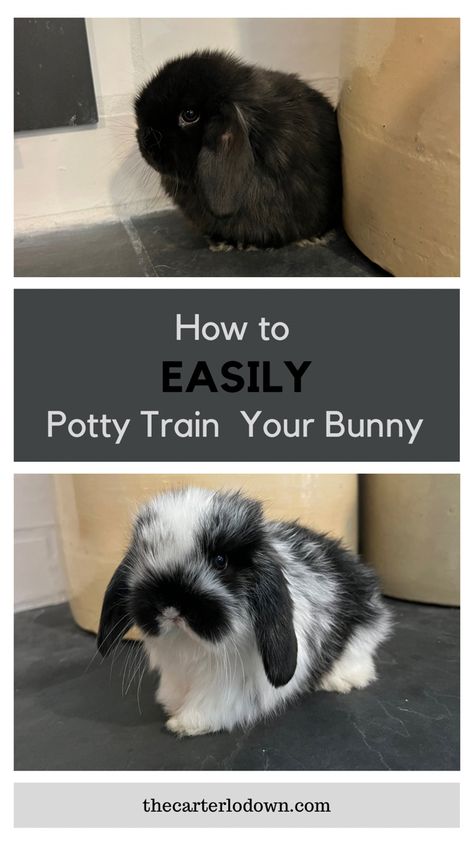 Bunny Run Indoor, Bunny Pens Indoor, Potty Training Rabbits, Best Bunnies For Pets, Holland Lop Bunny Cages Indoor Rabbit, Bunny Food Storage Ideas, Dog Crate Bunny Cage, Pet Bunny Rabbits Cage, Miniature Lop Bunny