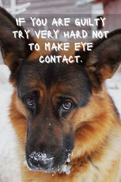 Dog lover quotes, GSD, GSD quotes, German Shepherd Quotes, Dog lover, GSD Lover Shepherd Quotes, German Shepherd Quotes, Dog Lover Quotes, Eye Contact, Dog Lover, German Shepherd, Dogs, Quotes