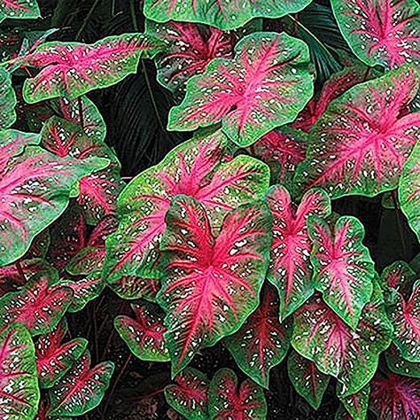 Amazon.com : Red Flash Caladium - One Top Size Bulb - Hardy in Zones 9-11 : Patio, Lawn & Garden Pink Caladium, Punch Party, Shady Gardens, Hawaiian Plumeria, Party Punch, Pink Leaves, Decorative Pots, Bulb Flowers, Bedding Plants