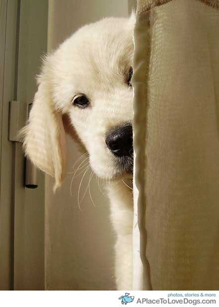 Peek-a-boo! #Golden #Retriever #puppy Golden Puppy, Love My Dog, Golden Retriever Puppy, Retriever Puppy, Golden Retrievers, Mellow Yellow, Mans Best Friend, I Love Dogs, Dog Pictures