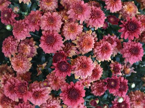 Discover what you need to know for growing mums from seed. Mum Seeds, Chrysanthemum Growing, Chrysanthemum Seeds, Hardy Mums, Planting Mums, Hgtv Garden, Mums Flowers, Hydrangea Paniculata, Easy Landscaping