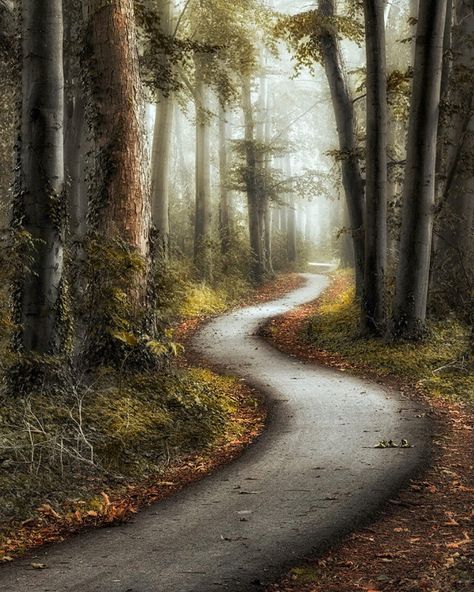 Winding path in the forest (no location given) by Lars van de Goor cr. Best Landscape Photography, Wood Illustration, Forest Drawing, Forest Background, Forest Trail, My Fantasy World, Forest Path, Magic Forest, Winding Road