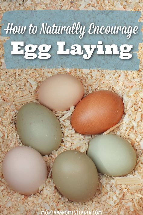 How to Naturally Encourage Egg Laying in Chickens Egg Laying Chickens For Beginners, Chickens For Eggs, Laying Chickens Tips, Chickens Laying Eggs, Chickens Not Laying Eggs, Increase Egg Production In Chickens, How To Increase Egg Production Chicken, Best Chickens For Laying Eggs, What To Feed Chickens For Best Eggs