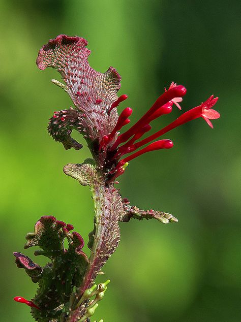 Firestick Plant, Fire Spike Plant, Purple Spike Plant, Purple Spike Flowers, Fairchild Tropical Botanic Garden, Ground Spikes, Strange Flowers, Weird Plants, Unusual Flowers