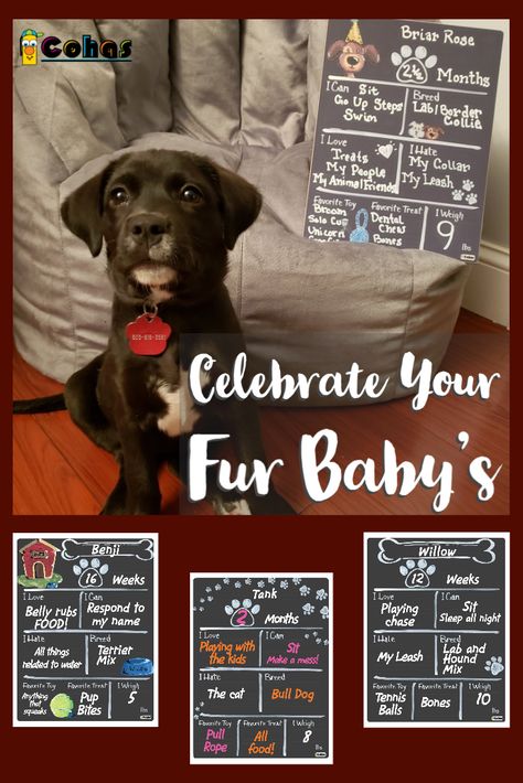 Puppy Milestones Photos, Chalk Artwork, Chalk Illustration, Dog Room Decor, Milestone Board, Monthly Pictures, Dog Room, Work Fun, Puppy Stuff