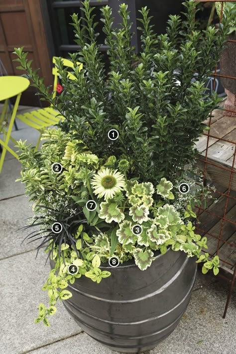 Green Planter Ideas, Zone 8 Container Gardening, Fall Containers Planters Sun, Container Garden Arrangements, Drought Tolerant Planter Ideas, Drought Tolerant Potted Plants, Drought Tolerant Plants For Containers, Drought Tolerant Plants For Pots, Partial Sun Container Plants