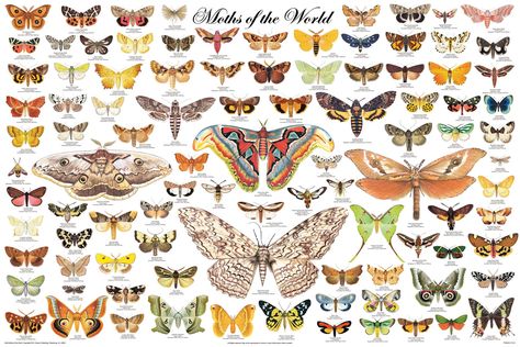 Moths of the World poster Types Of Moths, Science Chart, Large Moth, Moth Species, Colorful Moths, World Poster, Butterfly Poster, Moths And Butterflies, Butterflies Flying