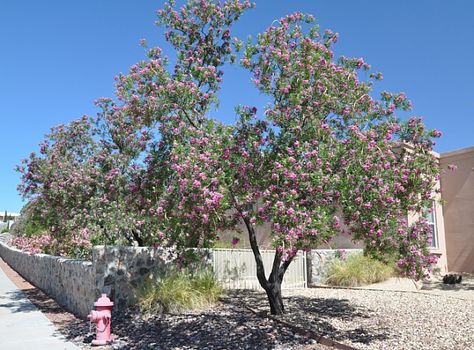 Chilopsis linearis | California Flora Nursery Chilopsis Linearis, Trees For Front Yard, Plant Notes, Attract Hummingbirds, High Desert, How To Attract Hummingbirds, Desert Plants, Round Top, Desert Landscaping